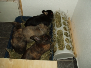 p1030416_heuraufe
