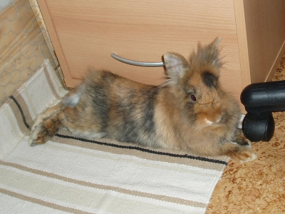 pepita_1