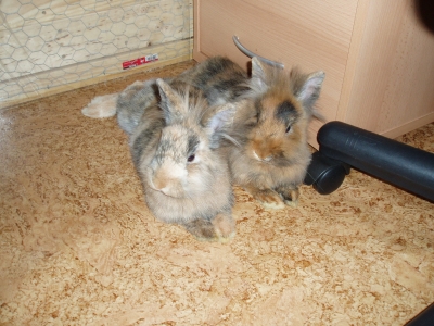 pepita_2