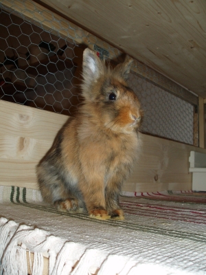 pepita_3